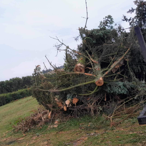 Træfældning i skovområde i Nykøbing Mors