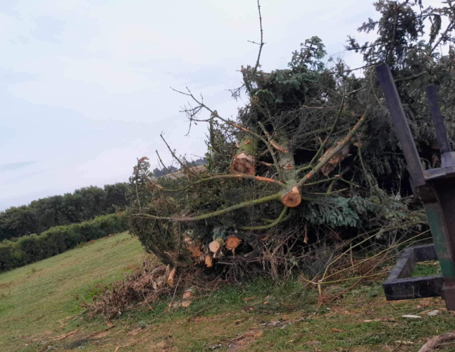 Træfældning i skovområde i Nykøbing Mors