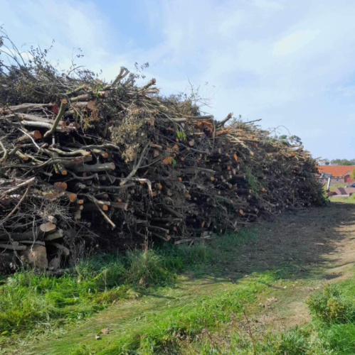 Træfældning i skovområde i Thy