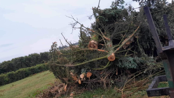 Træfældning i skovområde i Nykøbing Mors
