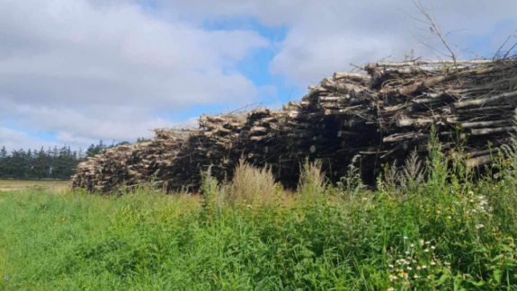 Træfældning af skovområde i Thy