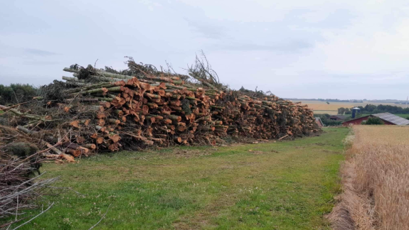 Træfældning i skovområde i Thisted