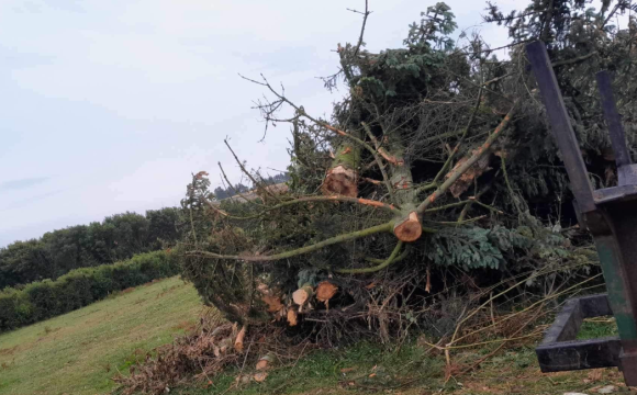 Træfældning i skovområde i Nykøbing Mors